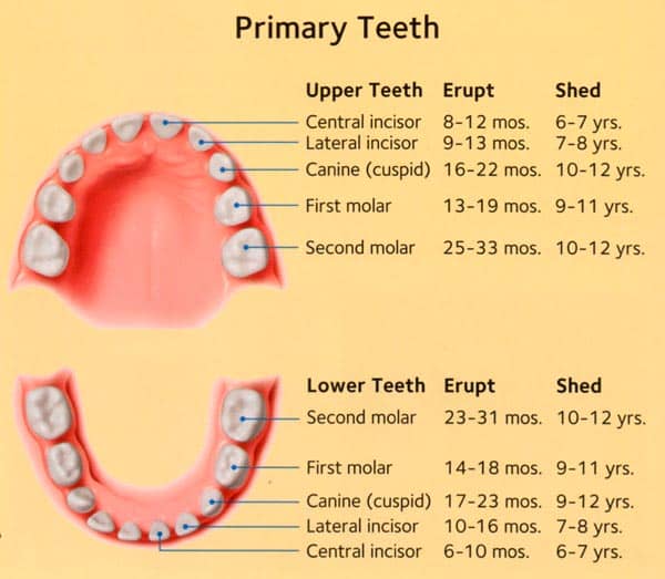 tooth loss age chart